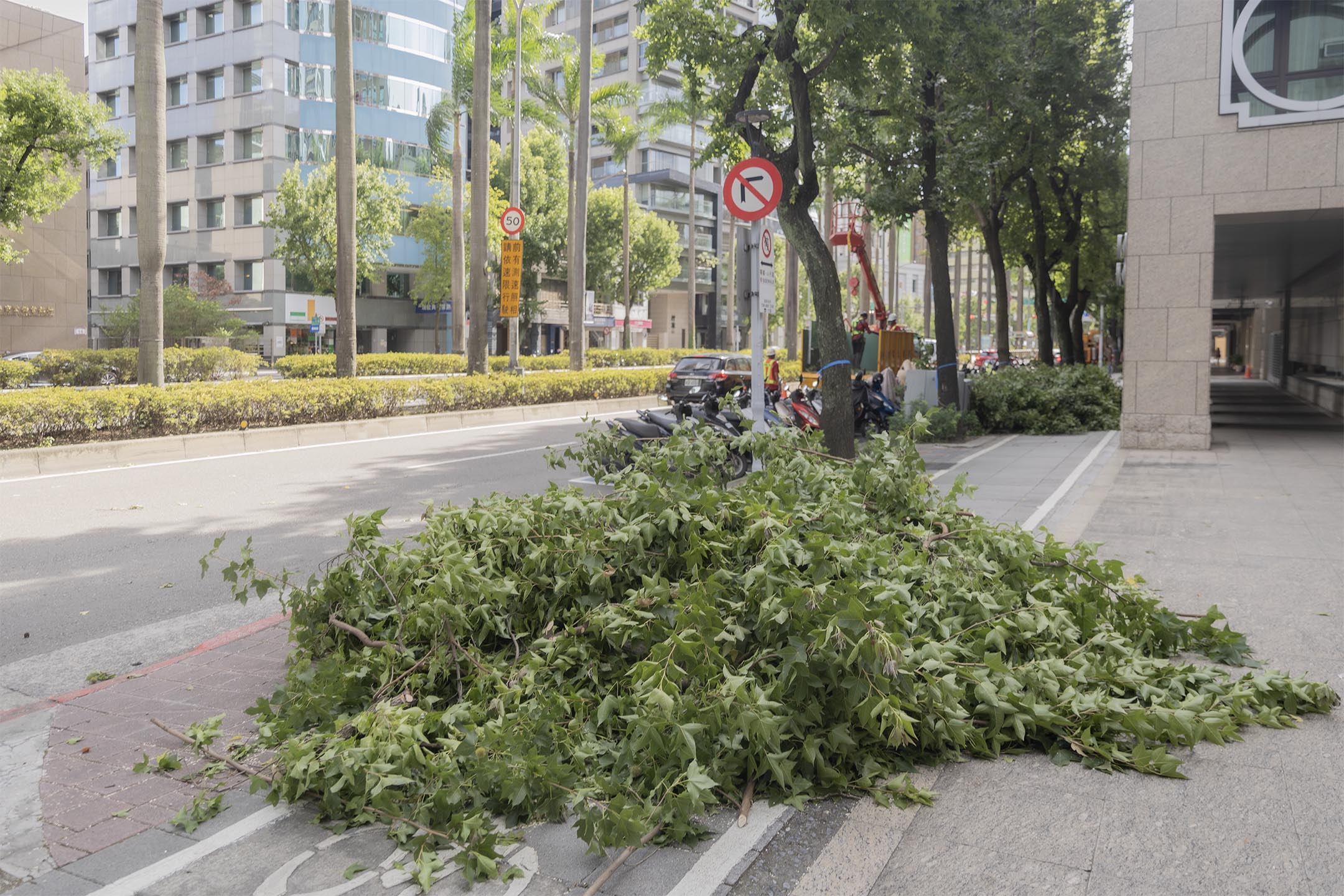 2024年7月15日，台北的行道树被修剪后，留下的枝叶。摄：陈焯煇/端传媒