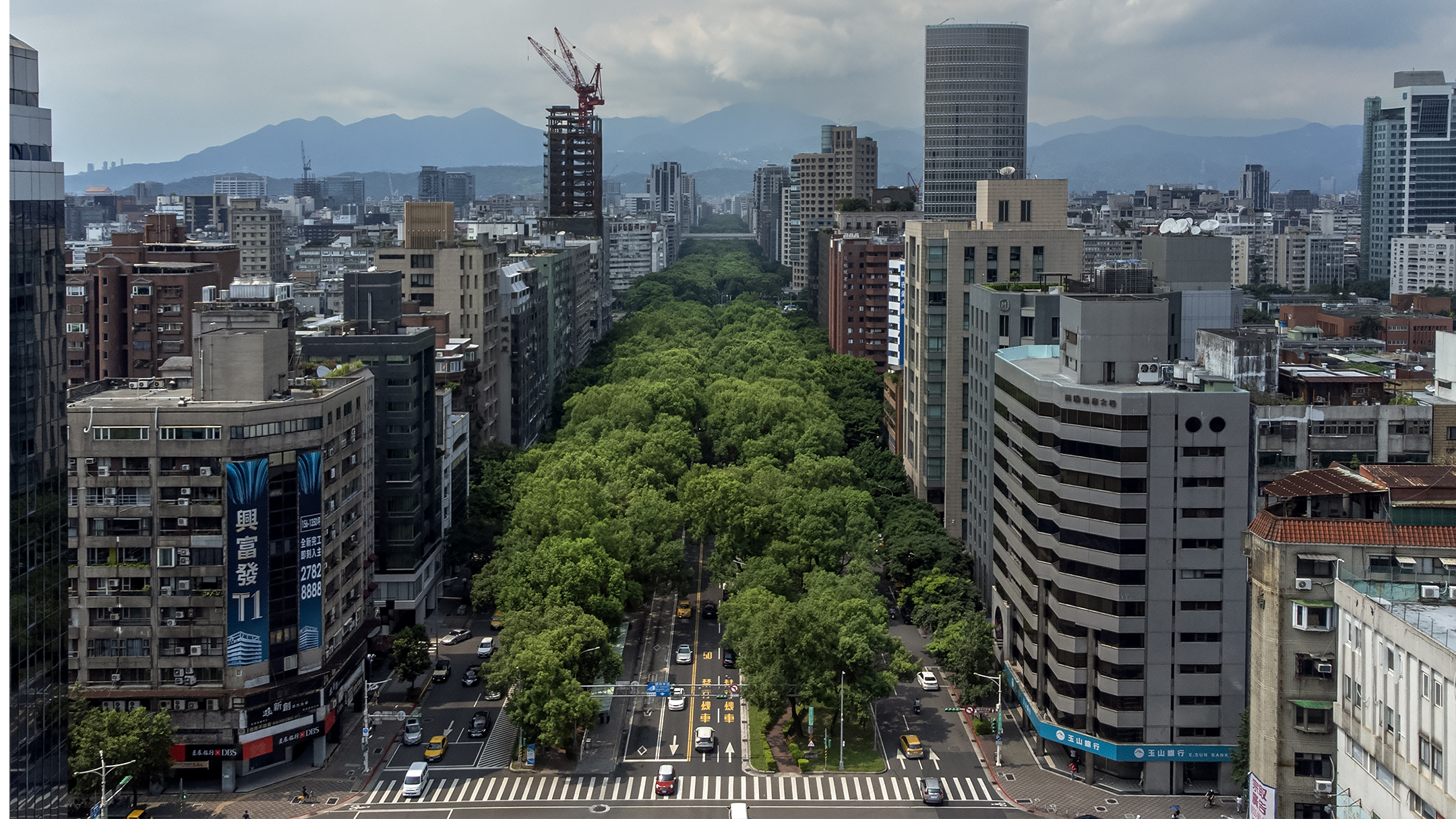 2024年7月18日，台北的行道树。摄：陈焯煇/端传媒