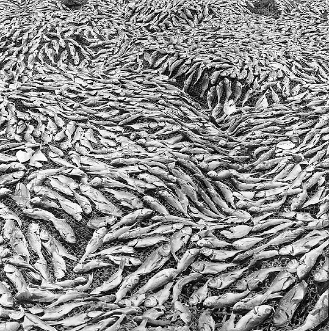 Jo Ractliffe (South African, born 1961) Drying fish on the beach at Ilha, 2007 From the series Terreno Ocupado Inkjet print, 2015
On loan from the artist, courtesy Stevenson, Cape Town and Johannesburg © Jo Ractliffe. Courtesy of Stevenson, Cape Town and Johannesburg