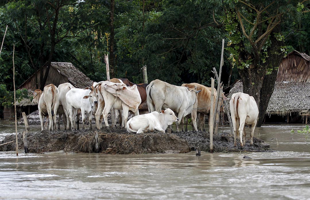 牛只在高地避灾。摄: Soe Zeya Tun /REUTERS