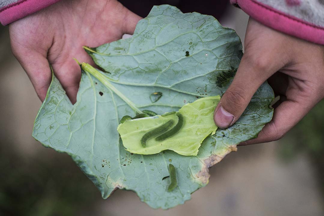 华德福学校里的学生到菜地里捉来的菜虫。这是四年级学生中新流行起来的活动，养菜虫。摄：Wu Yue/端传媒