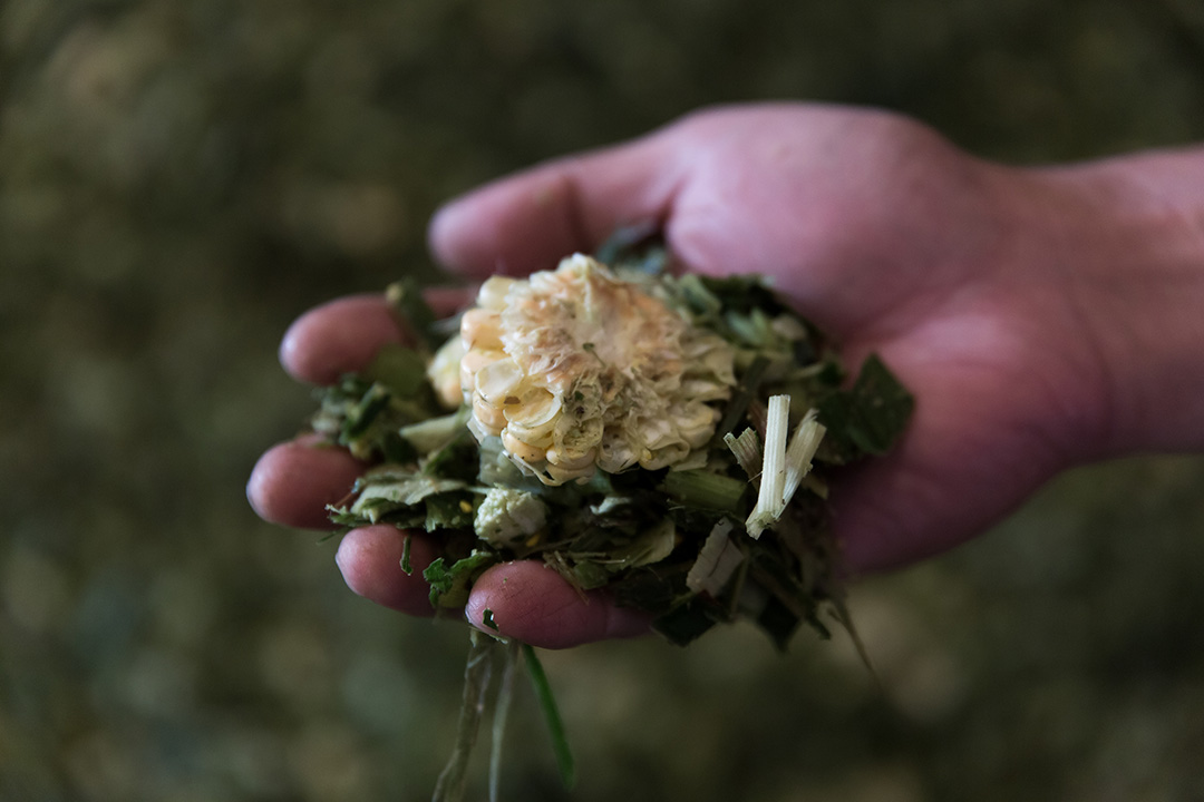 三德牧場旁有塊地種飼料玉米，混進牧草餵牛吃。調配飼料是黃俊凱父親的強項，具有好消化的充足營養，牛隻存活率較高。攝：張國耀/端傳媒