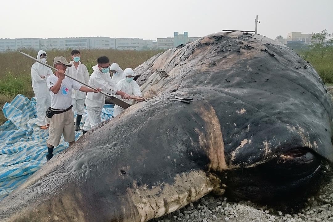 2015年10月24日，台北，抹香鲸在嘉义县搁浅。摄:台湾成功大学/AFP