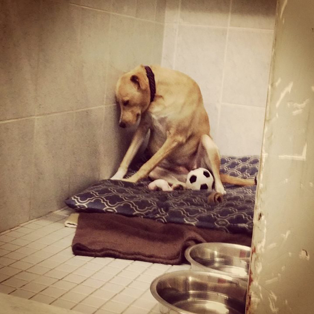 牠就是小狗Lana，“the saddest dog in the world”（世上最哀伤的狗）。图：Rescue Dogs Match Facebook图片